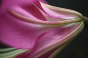 Side View Of Lily